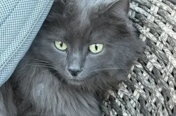 Chat gris perdu, yeux verts, Annecy - photo