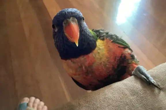 Lost Rainbow Lorikeet in Brisbane Area