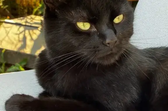 Animaux trouvés Aubervilliers, photo: Chat tatoué trouvé à Aubervilliers