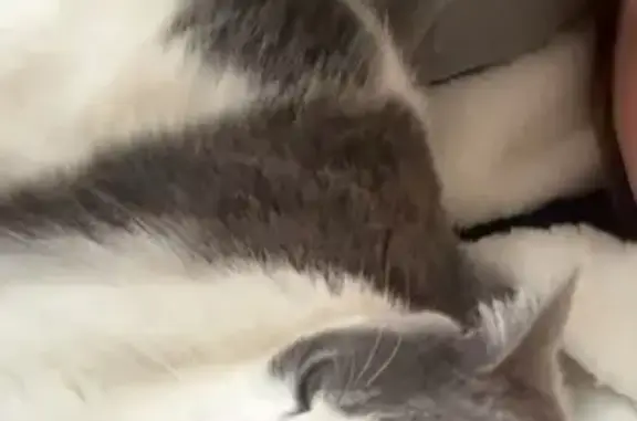 Chat perdu, , photo: Chatte perdue, blanche et grise, Olendon