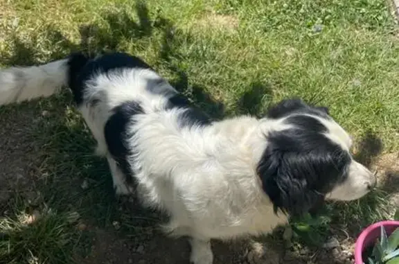 Chien perdu à Bon-Encontre (Nouvelle-Aquitaine) - photo