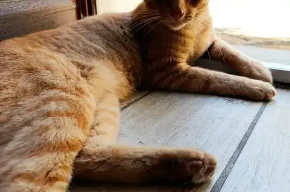 Chat roux perdu, Rue Noble, St-Saturnin - photo
