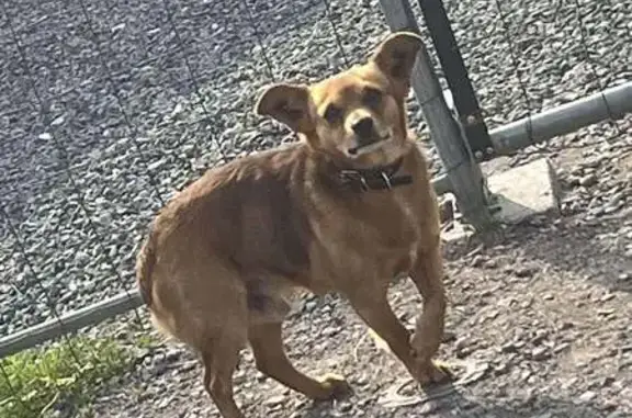 Animaux trouvés , photo: Chien marron trouvé à Moyenneville