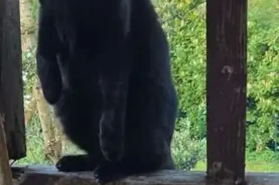 Animaux perdus , photo: Chatte noire perdue à La Magdelaine-sur-Tarn