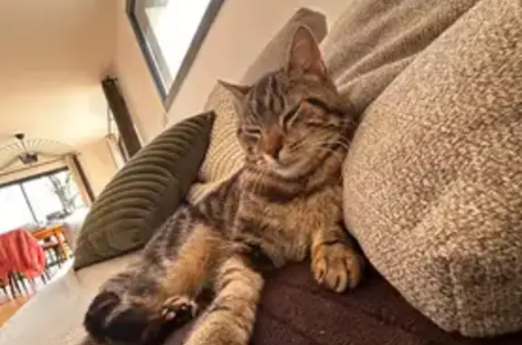 Chat perdu, Chavanod, photo: Chat perdu Abou, oreilles abîmées, Chavanod