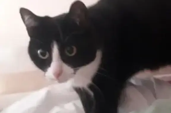 Chat Perdu: Noir & Blanc, Peureux, Pavilly - photo