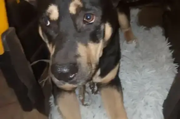 cachorro desaparecida