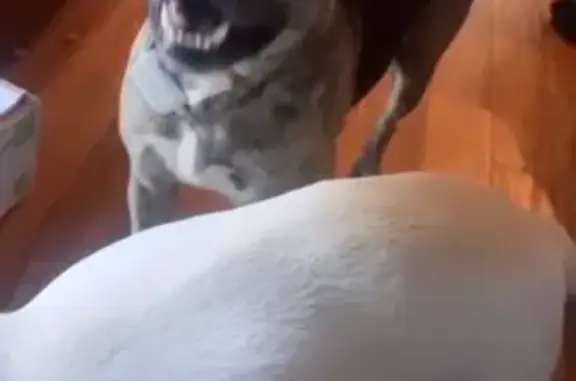 Lost Dog Mercedes: Brown Harness, Grey Leash