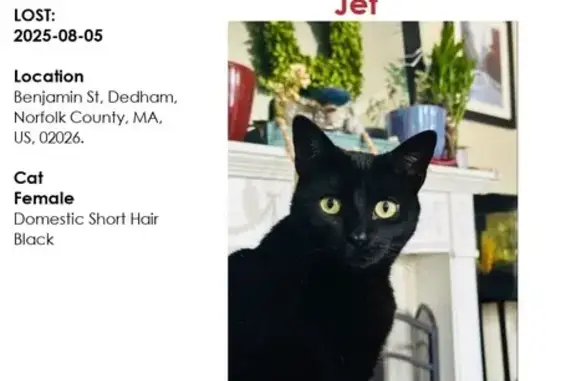 Lost Petite Black Cat with Yellow Eyes