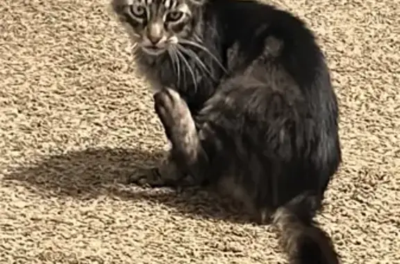 Lost Cat: Brown/Black, Swirled, Talkative