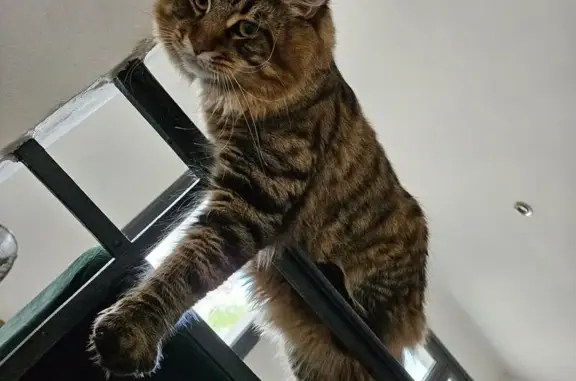 Animaux perdus Marseille, photo: Chat Maine Coon perdu, collier bleu, Marseille