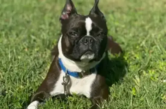Lost Brindle Dog with Limp in Salisbury