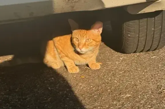 Found cat Chicago, photo: Charming Orange Cat Found on McLean Ave