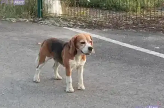 Beagle tricolore perdu à Aressy - photo