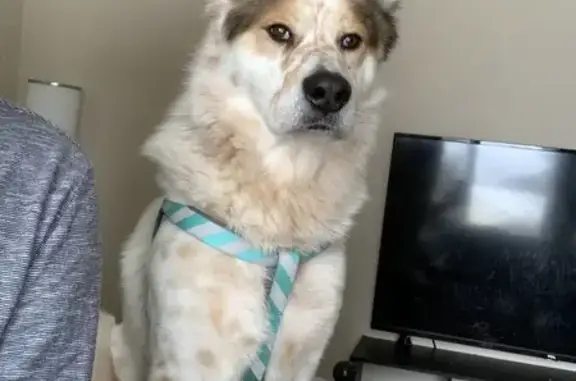 Lost Dog: Banner, Sheepdog-Collie Mix