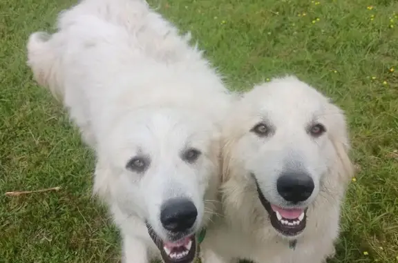 Help Find Nilou: Missing Great Pyrenees