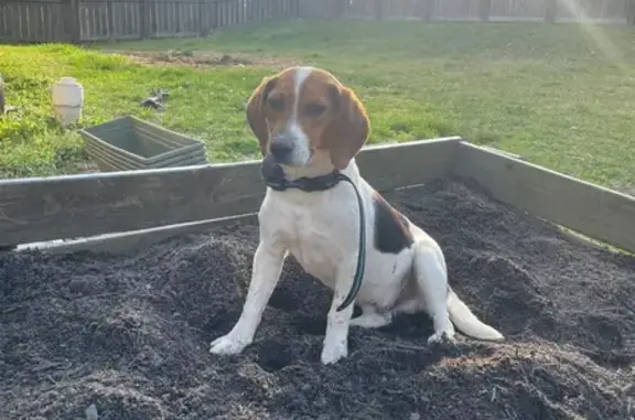 Lost Dog: Mickey Mouse Spot, Blue Collar