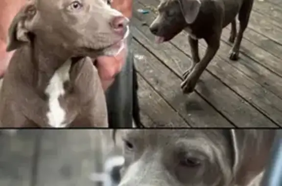 Missing dog Fort Smith, photo: Help Bring Chief Home: Lost in Fort Smith