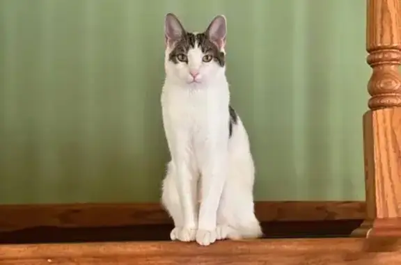 Lost Cat Kalu: White with Unique Markings