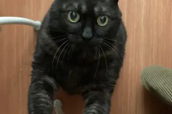 Chat perdu, , photo: Chatte âgée Lili perdue à Peyzac-le-Moustier