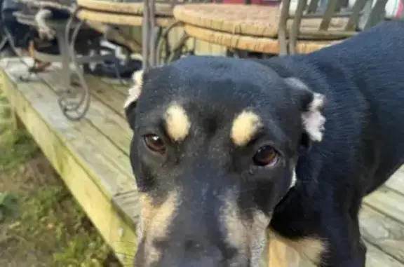 Found dog Pataskala, photo: Found Dog: Blue & Purple, Summit Rd SW