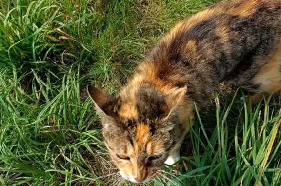 Animaux trouvés , photo: Chat trouvé à Dannemarie, rue de la Chaudejoute