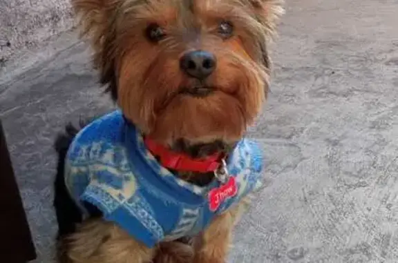 cachorro desaparecida