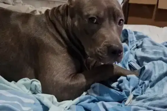 ¡Ayúdanos a encontrar a nuestra perrita!
