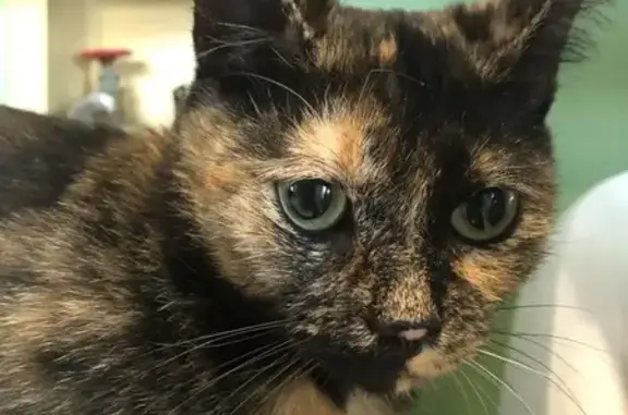 Lost Cat: Black & Orange, Waldron St