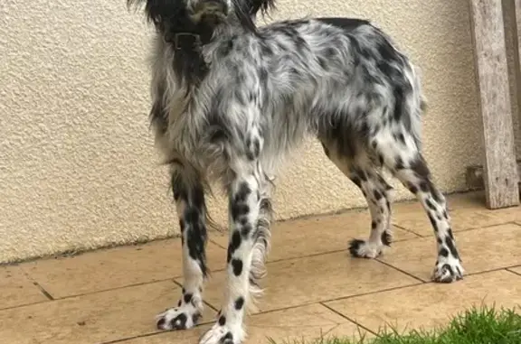 Setter noir et blanc perdu à Tarnos - photo