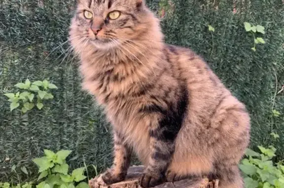 Chat perdu, Bourgogne-Franche-Comté, photo: Chatte Européenne perdue à Sens