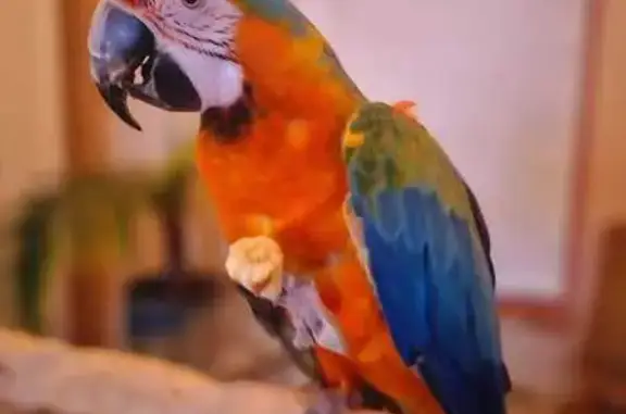 Lost and found pets Jericho, photo: Lost Colorful Bird on Jericho Rd