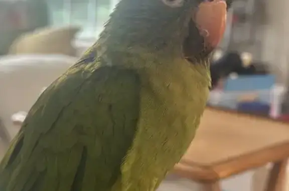 Lost Green Parrot in Clinton Township