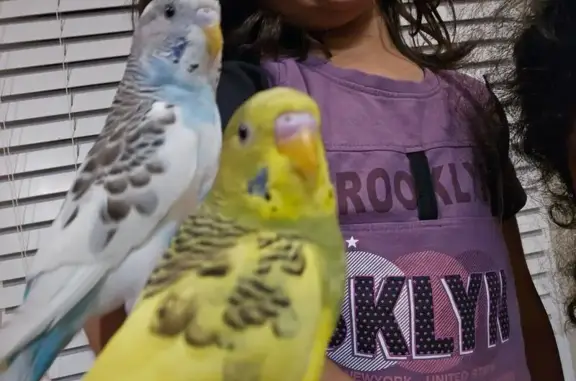 Lost Parakeet: Sky on Old Country Rd