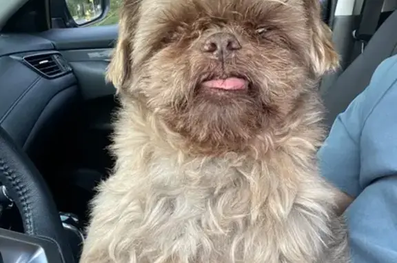 Found dog , photo: Sweet Scruffy Dog Found on Bonna St!