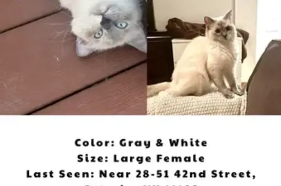 Lost Cat Alert: 42nd St, NYC