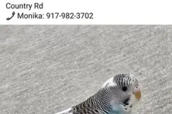 Lost Blue & White Parakeet in Plainview
