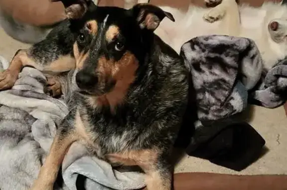 Lost and found pets Lawton, photo: Lost Blue Heeler/Hound Mix in Lawton