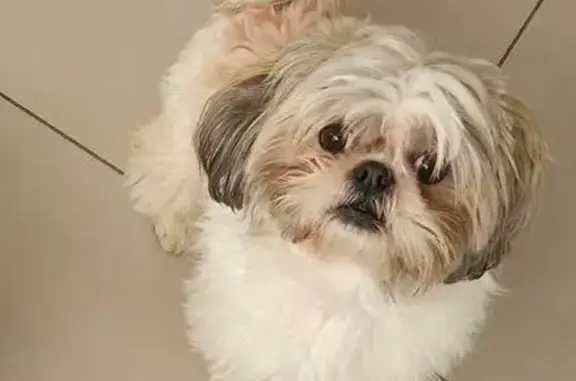Chien perdu Beuvrages, photo : Chien tricolore perdu, 3 ans, Beuvrages