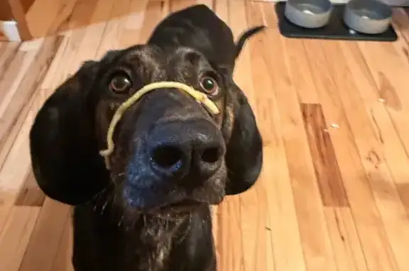 Lost Plott Hound on Fontinalis Rd
