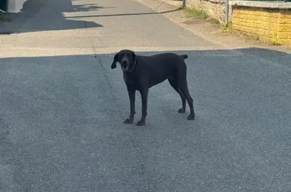 Chien trouvé Fontaines-Saint-Martin, photo: Labrador chocolat errant Rue du Diot