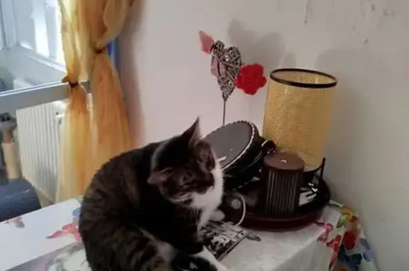 Chat perdu après incendie, Rue Trousseau - photo