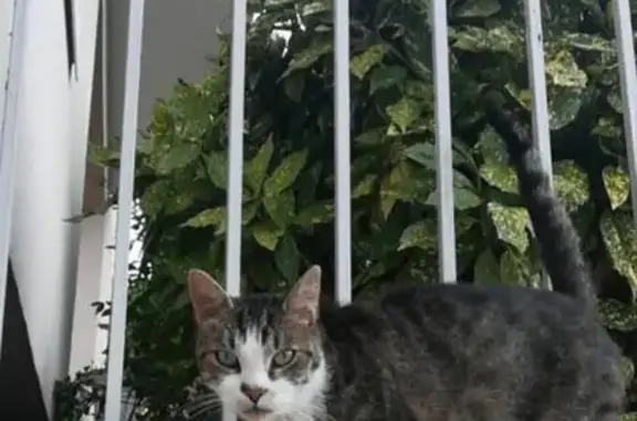 Chat perdu Tigré gris/blanc à Nevers - photo