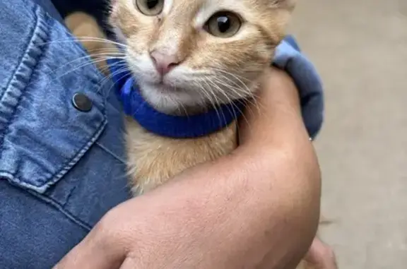 Chat trouvé Niort, photo: Chat fauve trouvé avec collier bleu à Niort