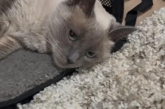 Lost Siamese Mix: Blue Eyes, Palos Hills