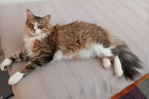 Chat perdu, Rouen, photo: Chat perdu Umaï, tigré, pattes blanches