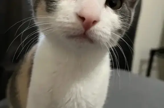 Lost Cat: Baby - East 59th St, Tacoma