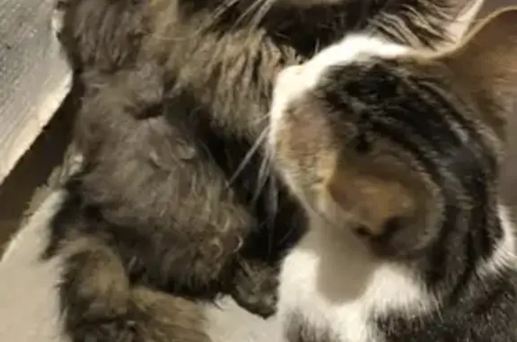 Chat perdu : Filou, aperçu près collège Deconinck - photo