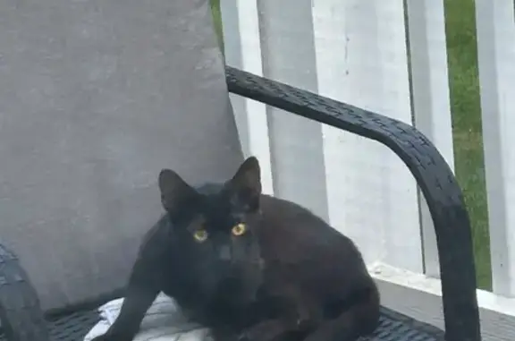 Found pets Warrenville, photo: Skittish Black Cat Spotted in Warrenville