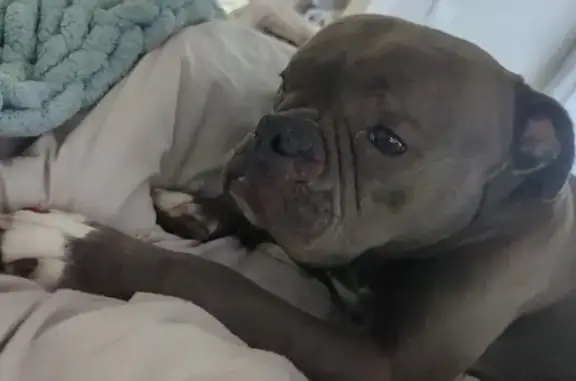 Missing dog , photo: Lost: Sweet Brown Dog Needs Medicine